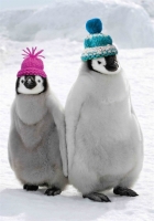 Picture of Christmas Cards