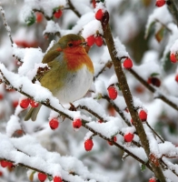 Picture of Christmas Cards